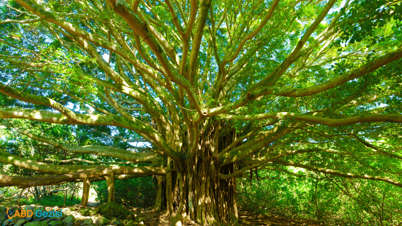 Banyan Ağacı, Hawaii