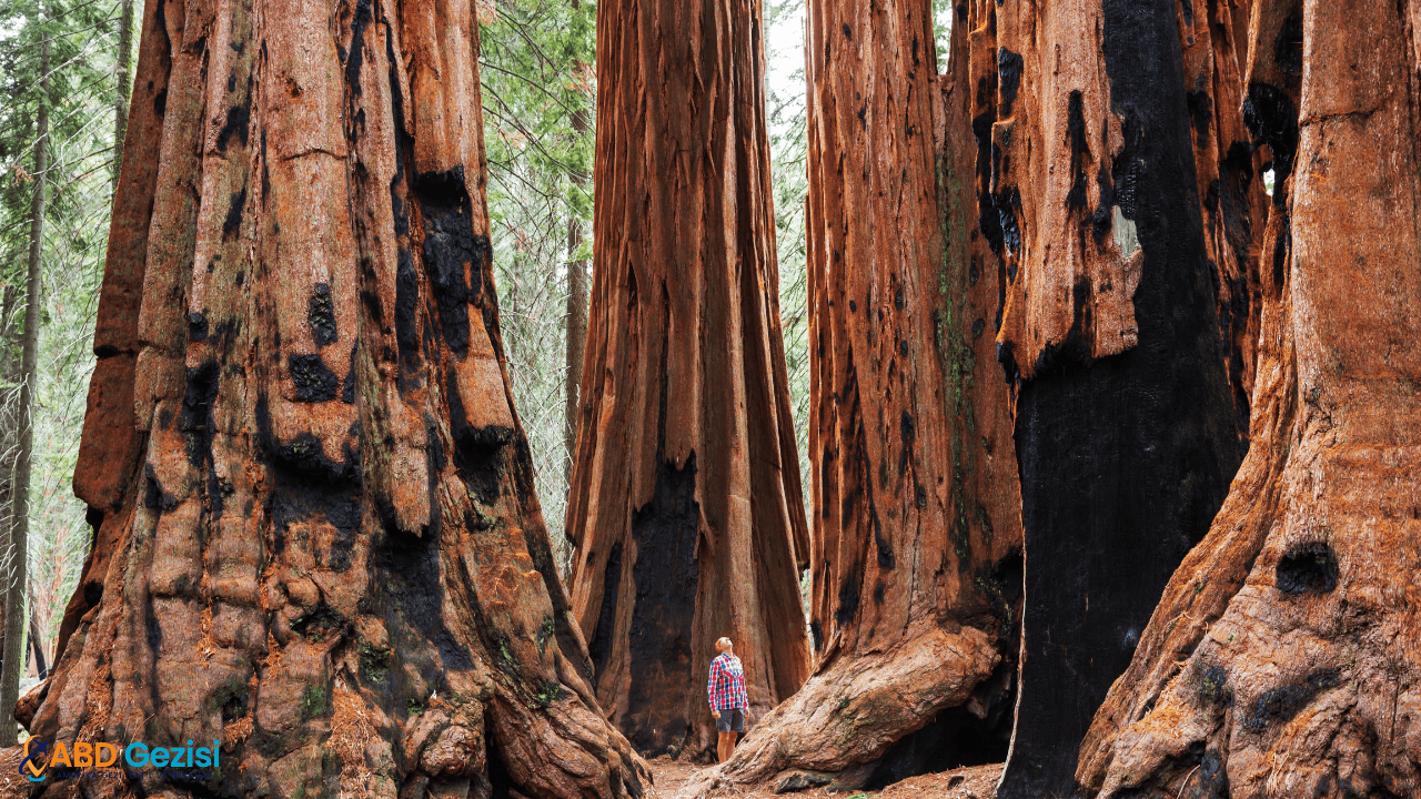 Sequoia Ulusal Parkı, Kaliforniya